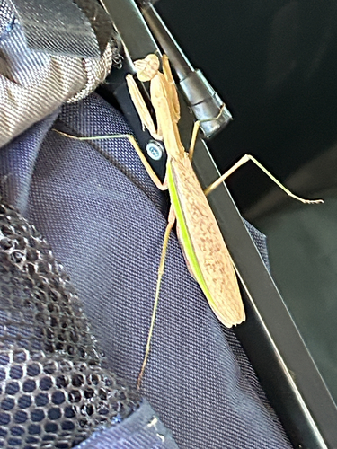 Chinese Mantis