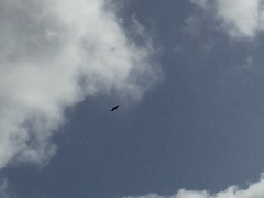 Haliaeetus albicilla