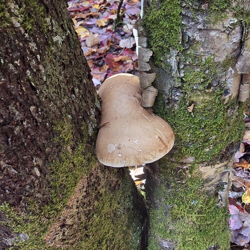 birch polypore
