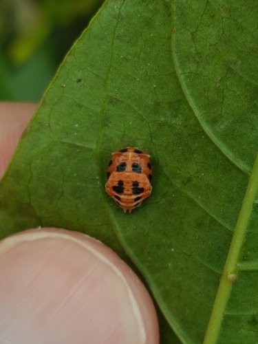 Asian Lady Beetle