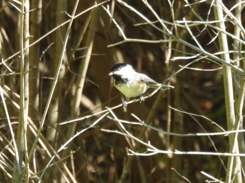 Black-capped Chickadee