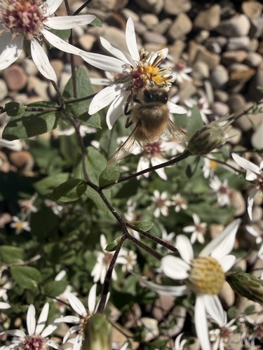 Western Honey Bee