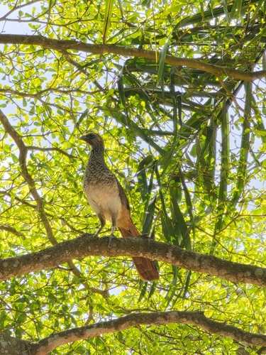 East Brazilian Chachalaca