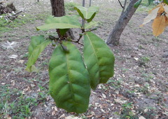 Capparidastrum frondosum