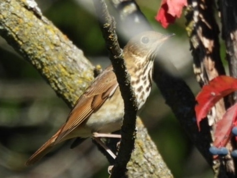 Hermit Thrush
