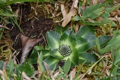 Eryngium humile