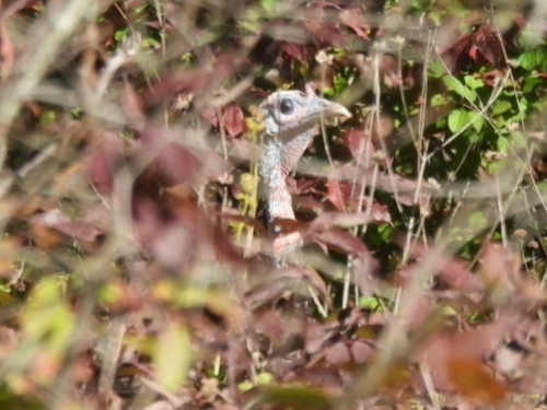 Wild Turkey