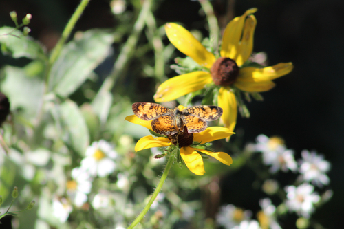 Pearl Crescent