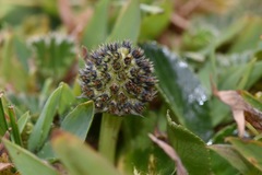 Eryngium humile