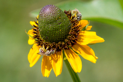 Rudbeckia amplexicaulis
