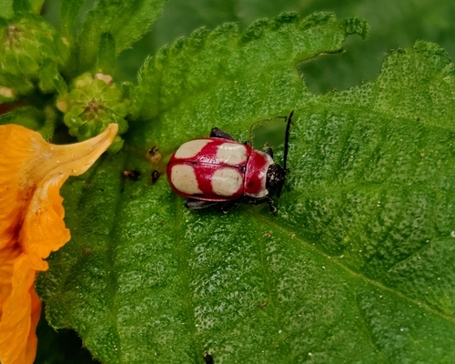 Alagoasa neoequestris