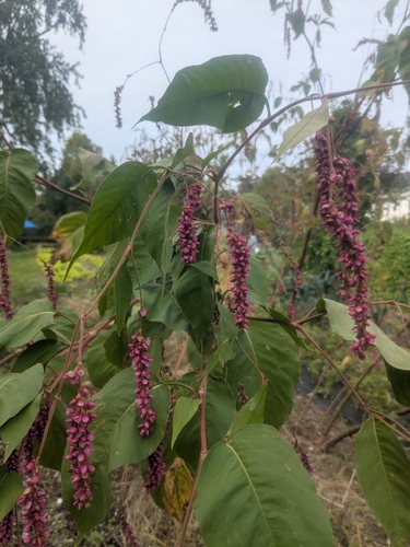 Persicaria orientalis observed 2026-10-04