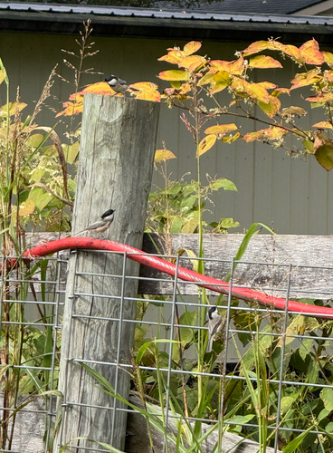 Carolina Chickadee