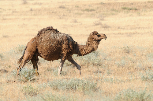 Dromedary Camel