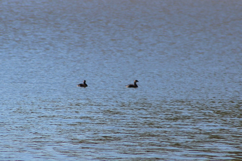 Pied-billed Grebe