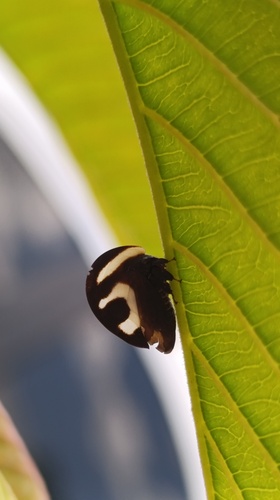 Black-and-white Treehopper