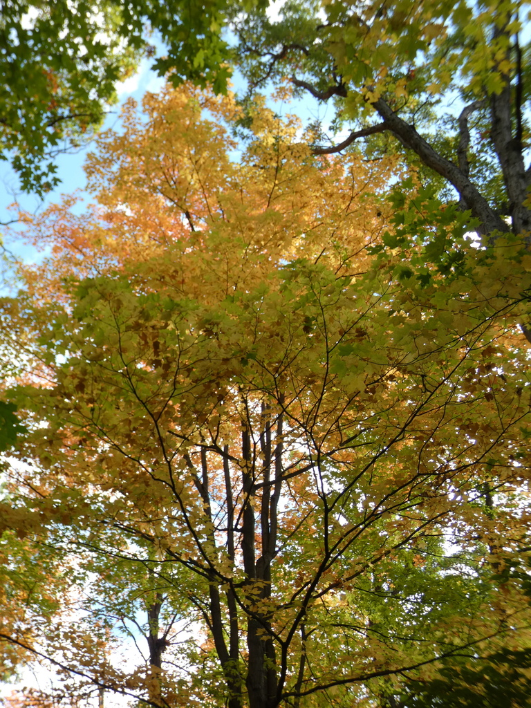 Looking up into a sugar maple turned gold and orange, under taller trees that are still green.