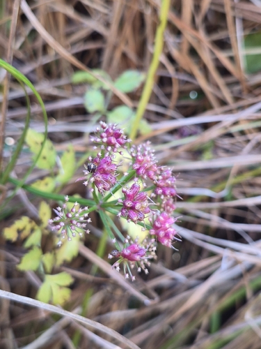 Oenanthe sarmentosa observed 2026-10-03