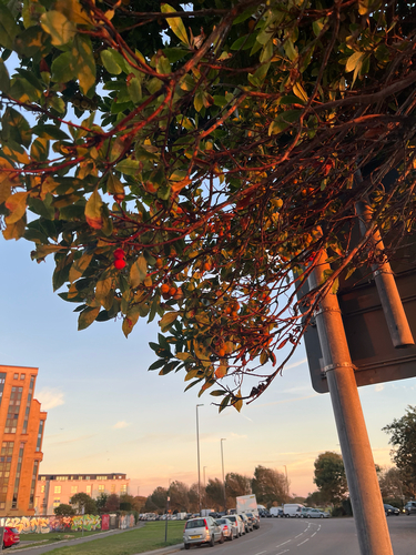 strawberry tree