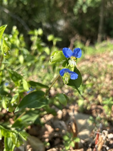 Asiatic dayflower