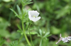 Papaver albiflorum