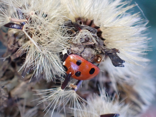 Dinocampus coccinellae observed 2026-10-03
