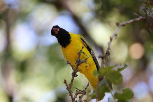 iNaturalist image
