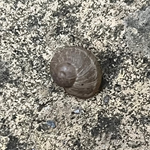 Garden Snail