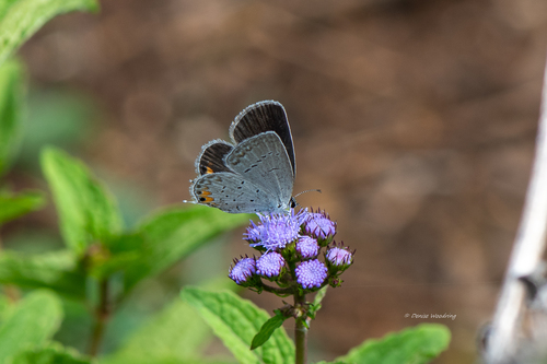 Eastern Tailed-Blue