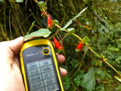 Tropaeolum adpressum