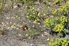 Euphorbia nicaeensis