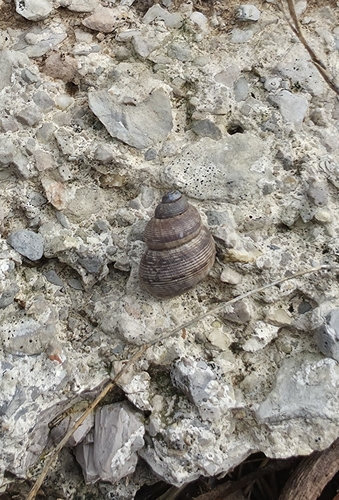 Round-mouthed Snail