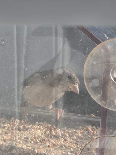Passer domesticus observed 2026-10-04