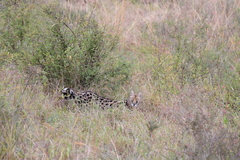 Leptailurus serval lipostictus