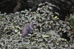 Cercopithecus mitis kolbi