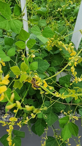 Western Honey Bee