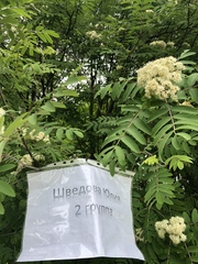 Sorbus aucuparia