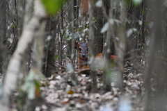 Cephalophorus harveyi