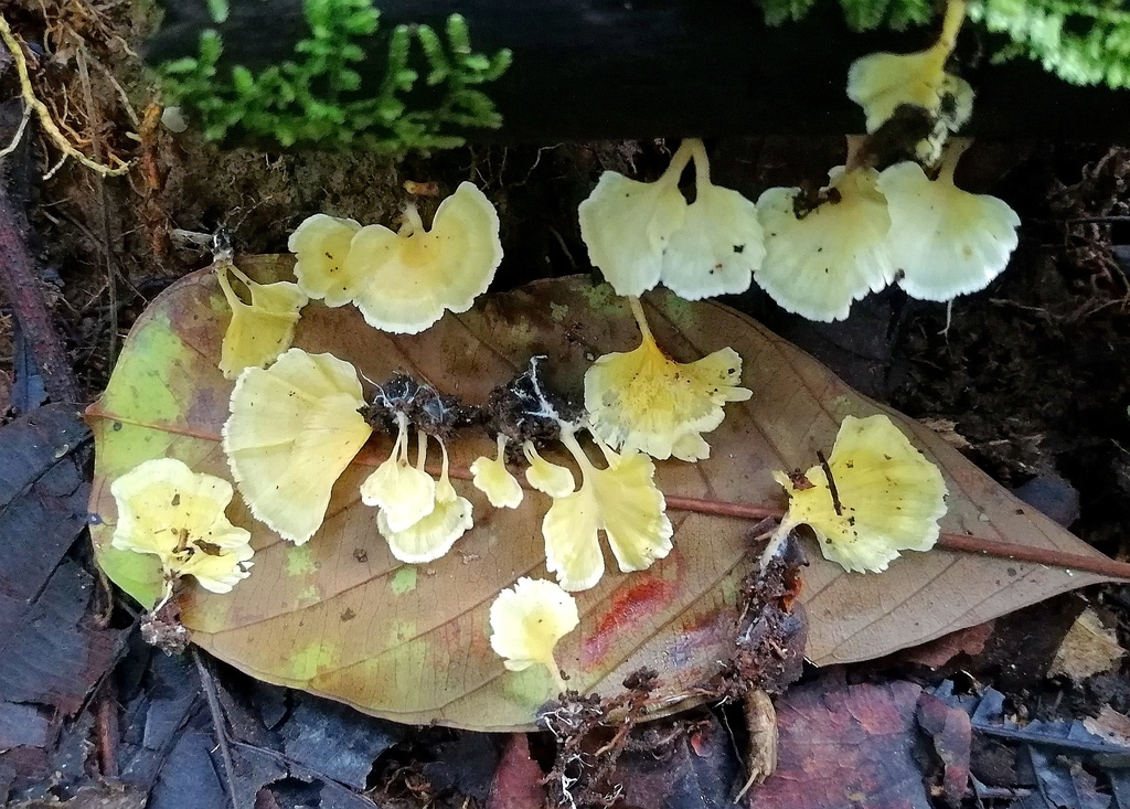 Cotylidia aurantiaca · May 2020 · photo: © heimatlos (iNaturalist, cc0)