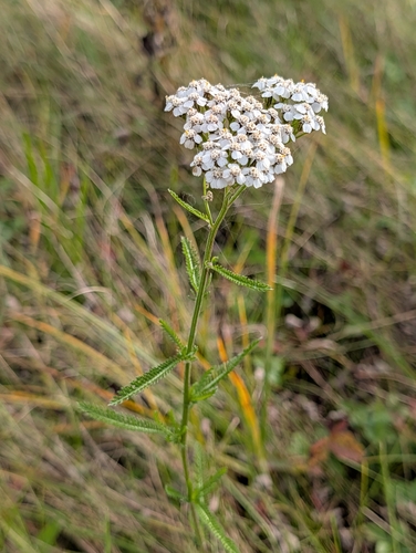 common yarrow