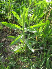 Cirsium arvense