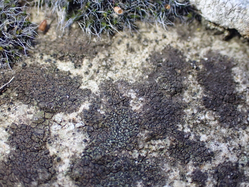 Pyrenula observed 2026-10-03