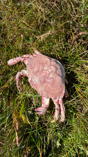 Atlantic Rock Crab