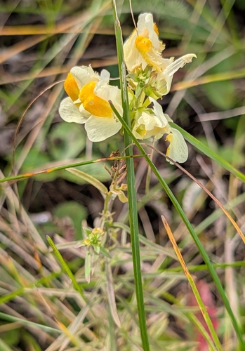common toadflax