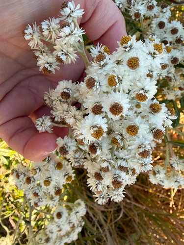 pearly everlasting