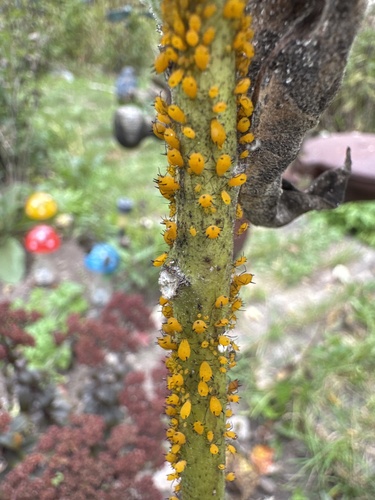 Oleander Aphid