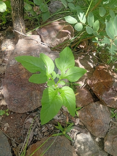 Tacca leontopetaloides observed 2026-10-01