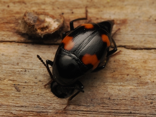 Orange-spotted Scaphidium