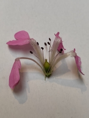 Microbotryum silenes-dioicae