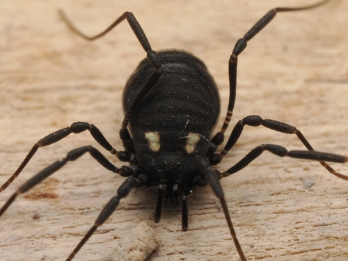 Nemastoma lugubre